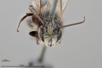 Media type: image;   Entomology 511688 Aspect: head frontal view